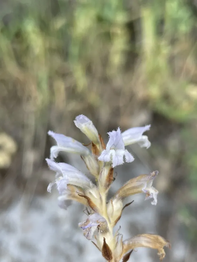 Phelipanche nana
