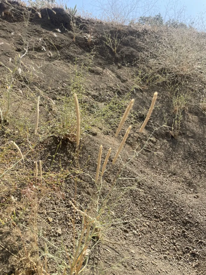 Phleum boissieri