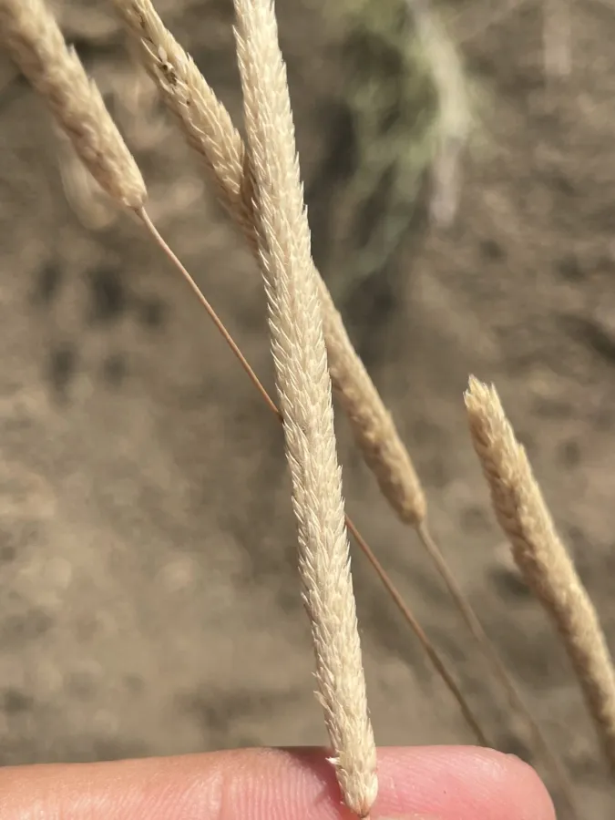 Phleum boissieri