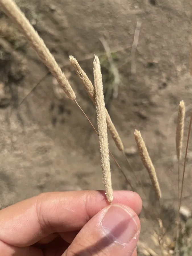 Phleum boissieri