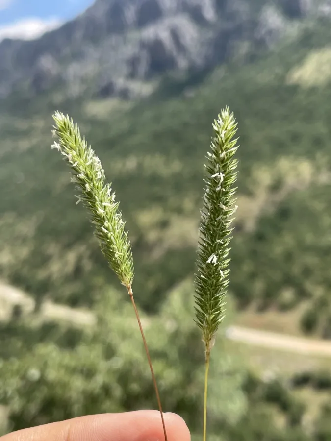 Phleum montanum