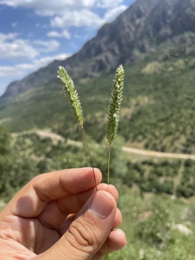 Phleum montanum