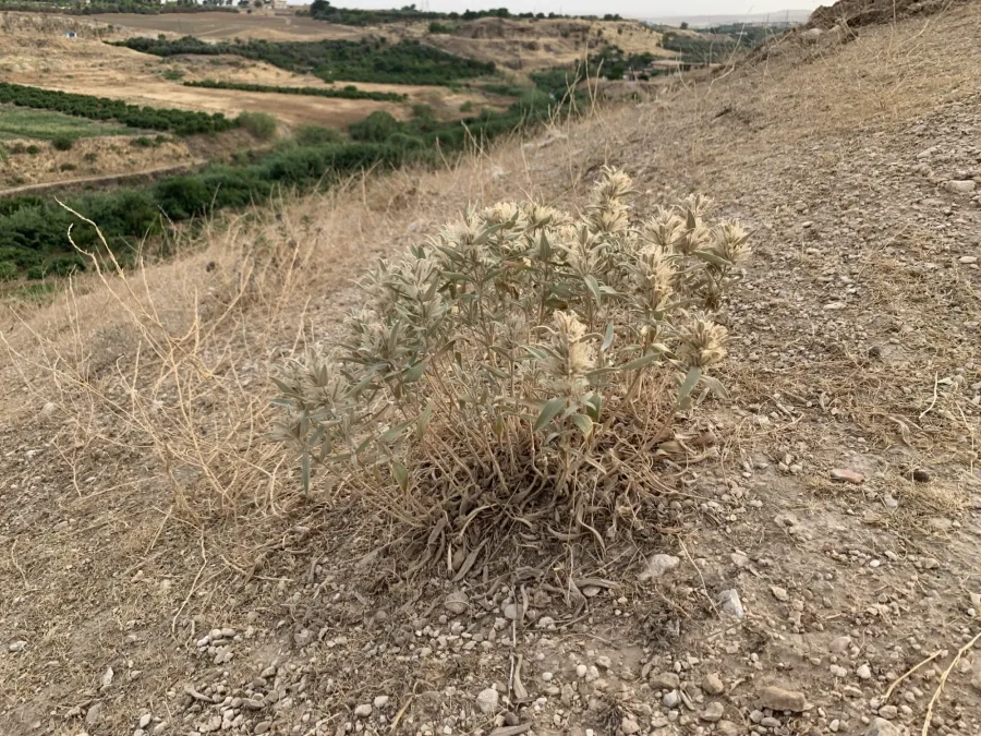 Phlomis bruguieri