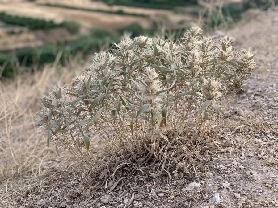 Phlomis bruguieri