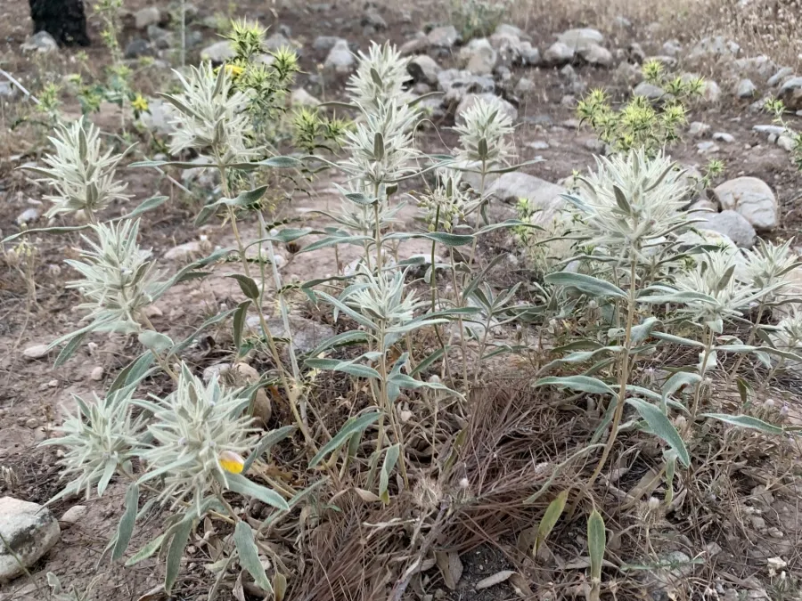 Phlomis bruguieri