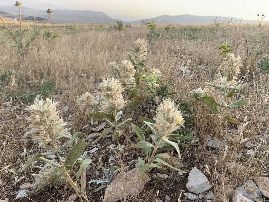 Phlomis bruguieri