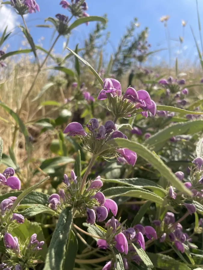 Phlomis herba-venti