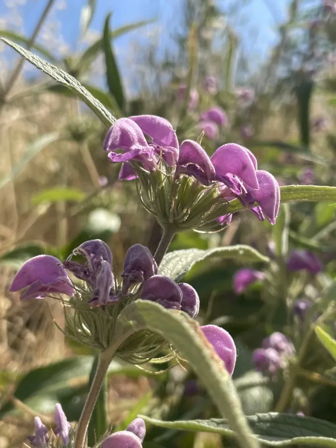 Phlomis herba-venti