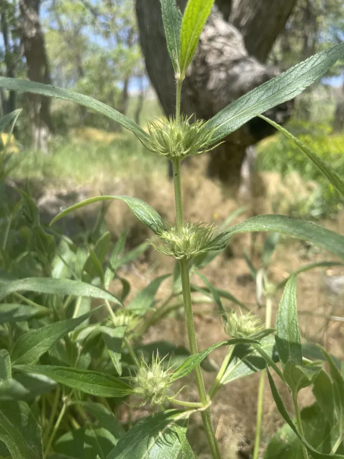 Phlomis herba-venti