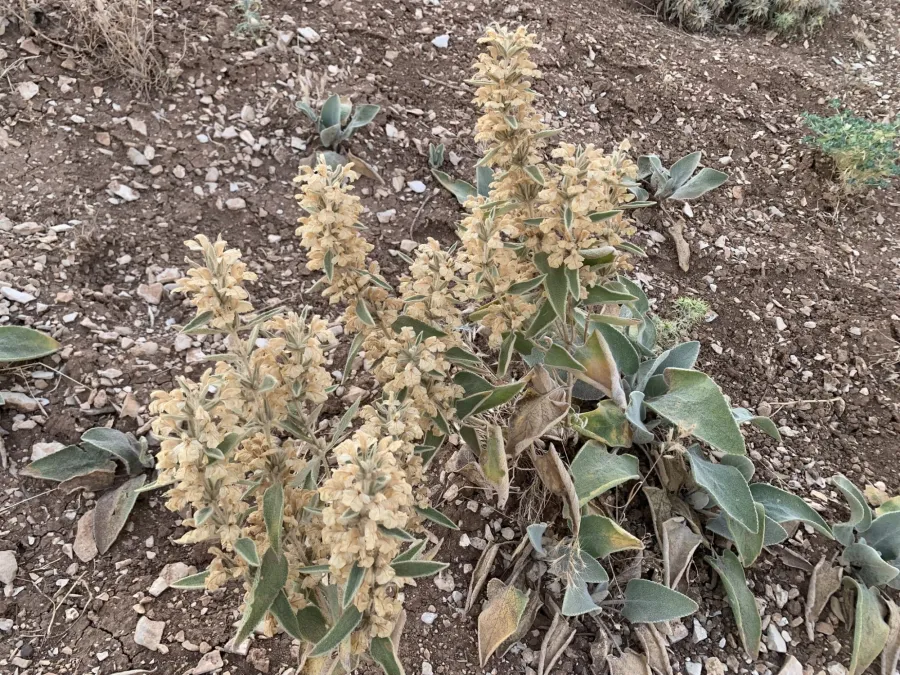 Phlomis kurdica
