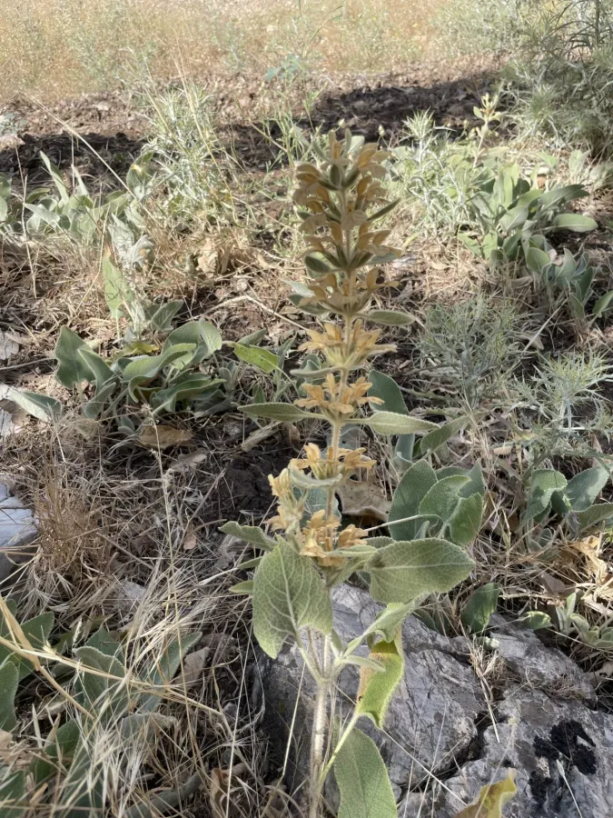 Phlomis kurdica