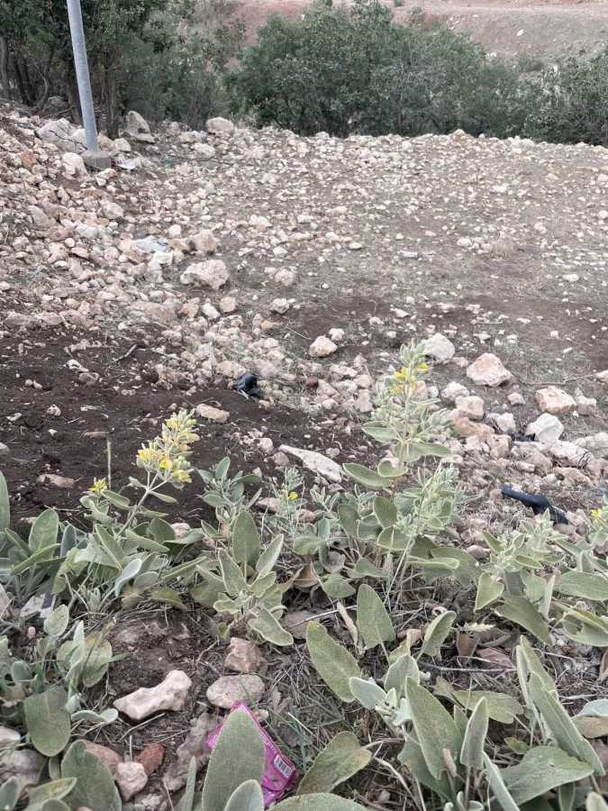 Phlomis kurdica