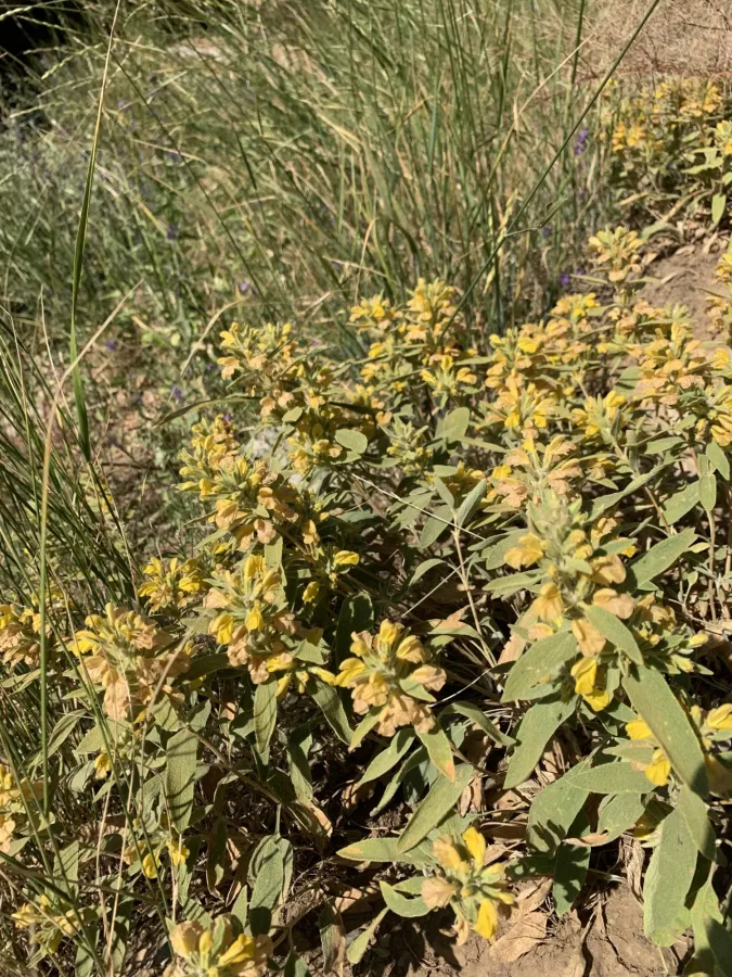 Phlomis olivieri