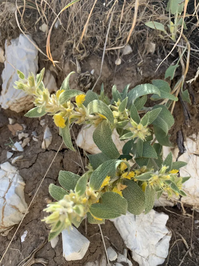 Phlomis olivieri