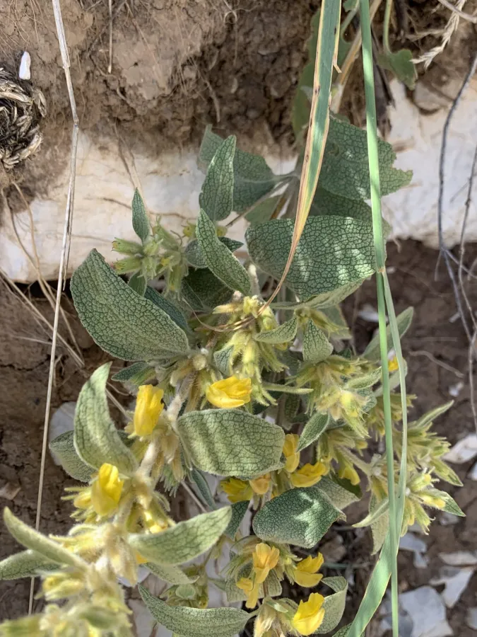 Phlomis olivieri