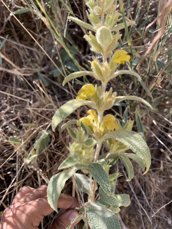 Phlomis olivieri