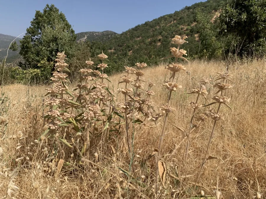 Phlomis rigida