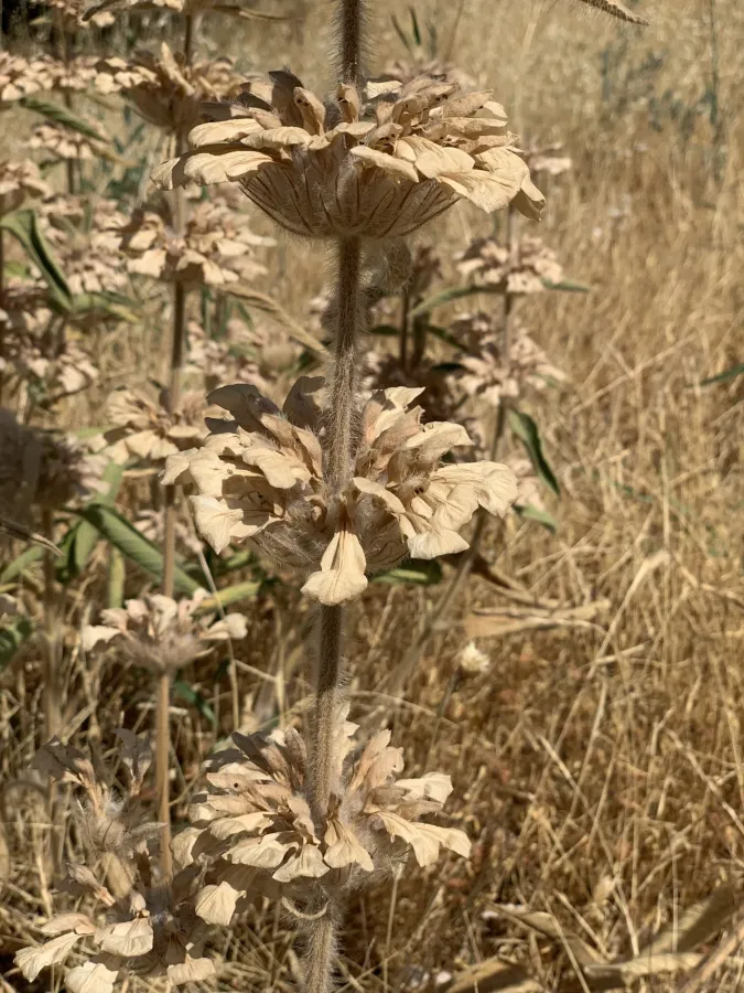 Phlomis rigida