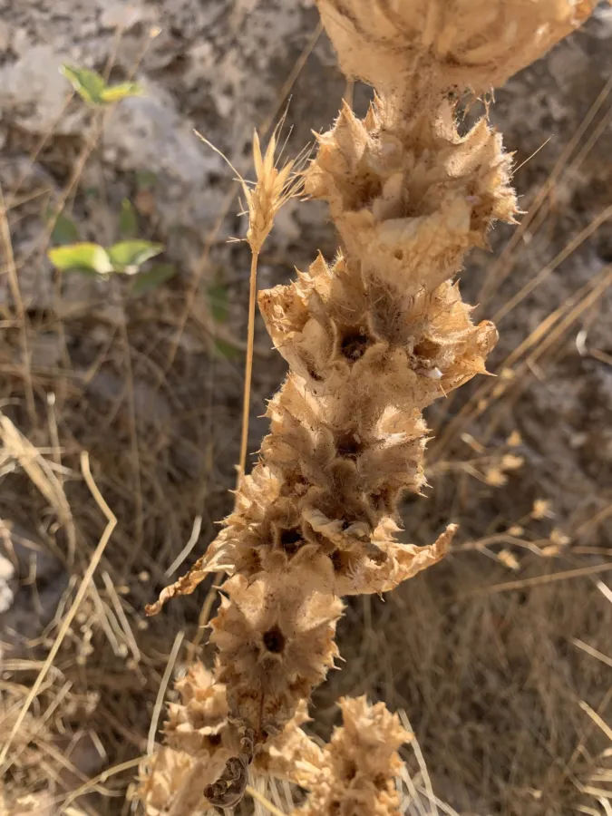 Phlomoides laciniata