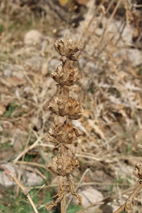 Phlomoides laciniata