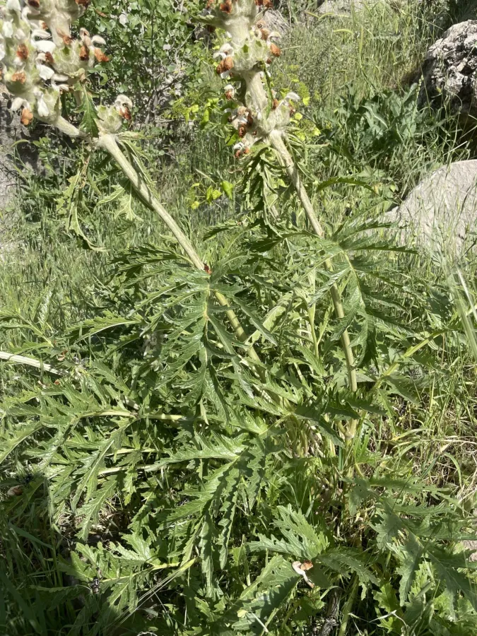 Phlomoides laevigata