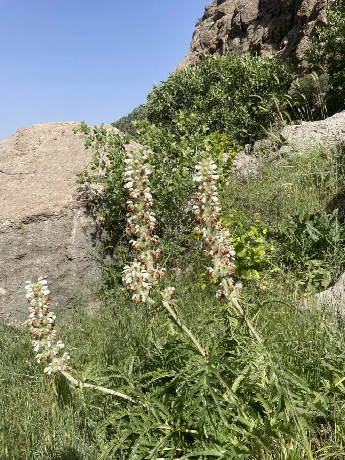 Phlomoides laevigata