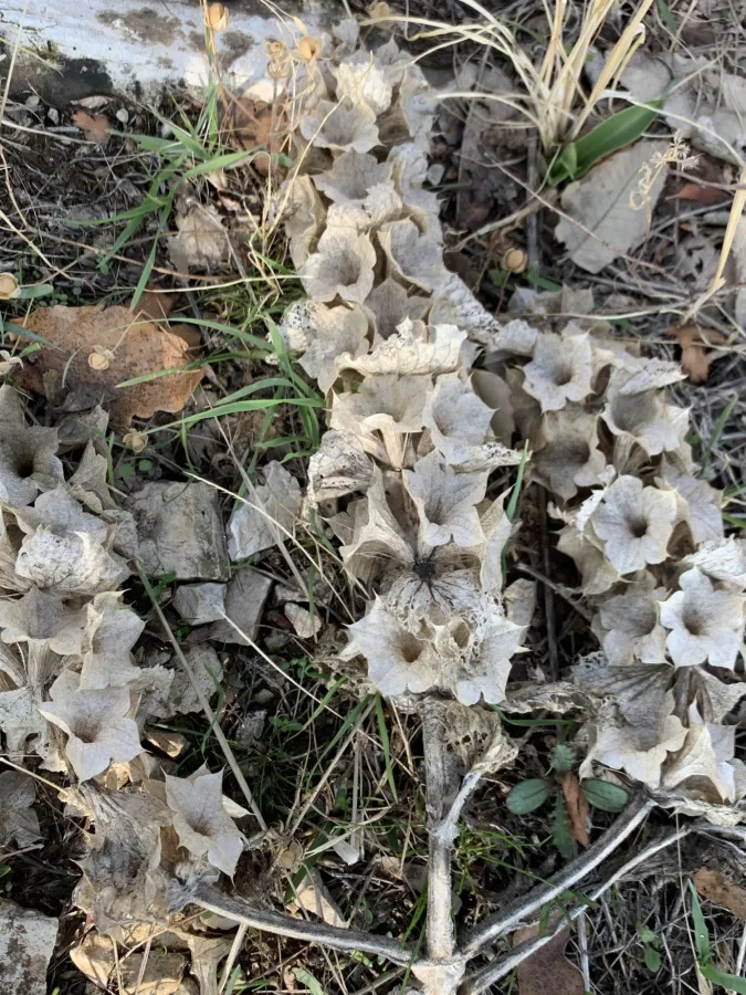 Phlomoides molucelloides