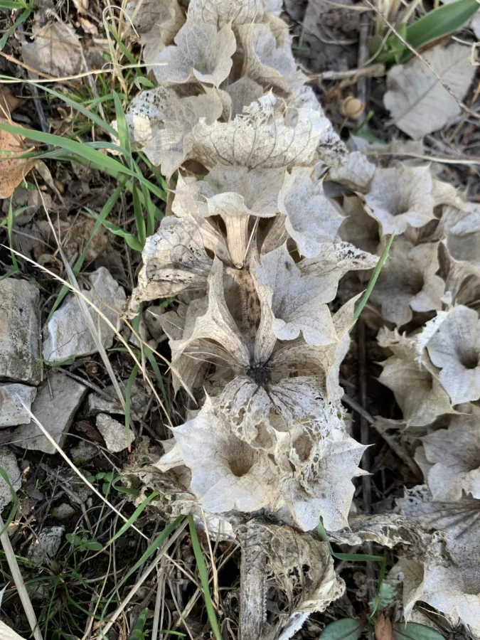 Phlomoides molucelloides