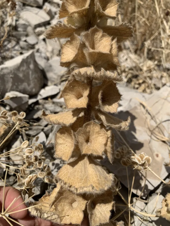Phlomoides molucelloides