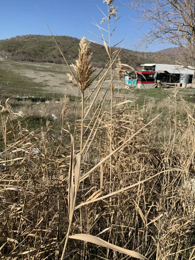 Phragmites australis