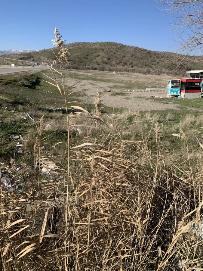 Phragmites australis