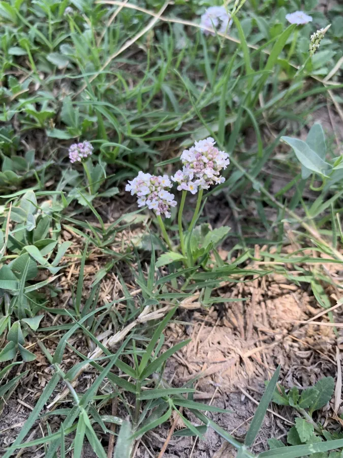 Phyla nodiflora