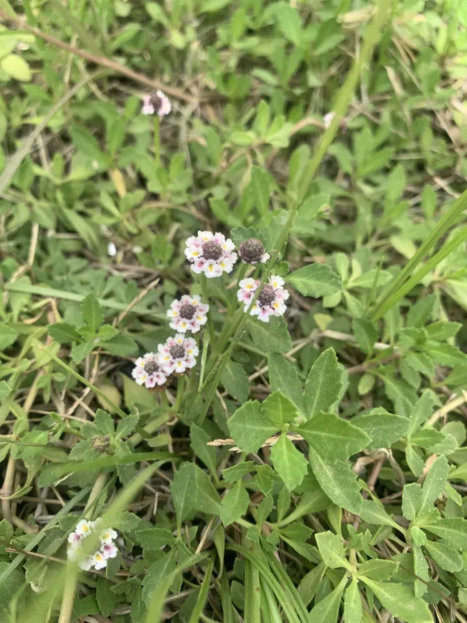 Phyla nodiflora