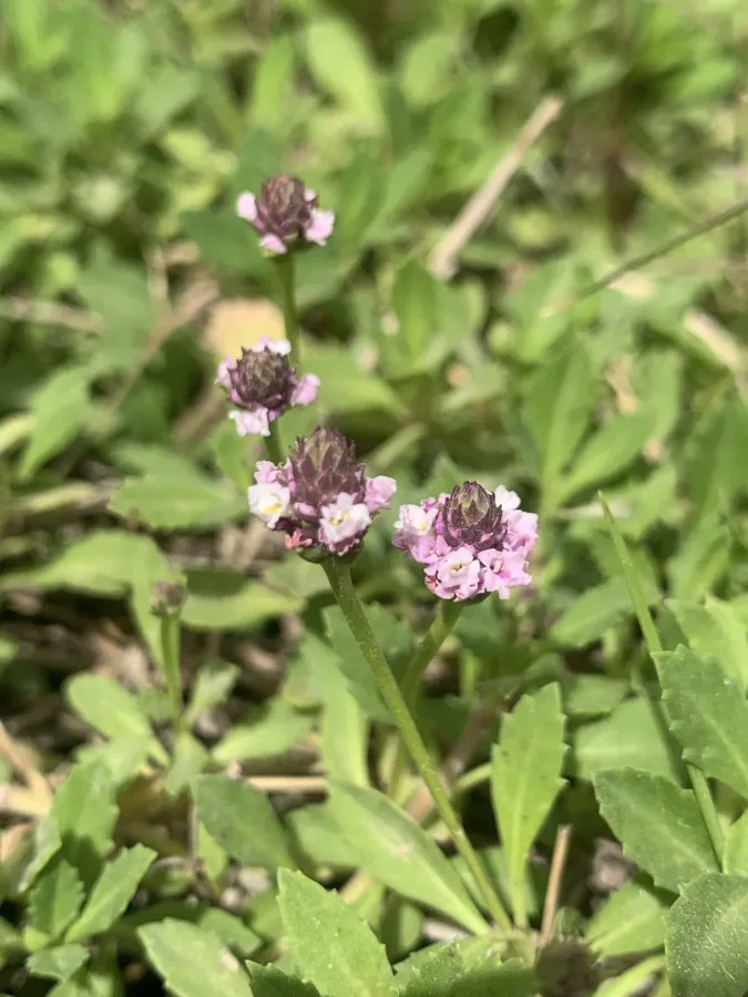 Phyla nodiflora