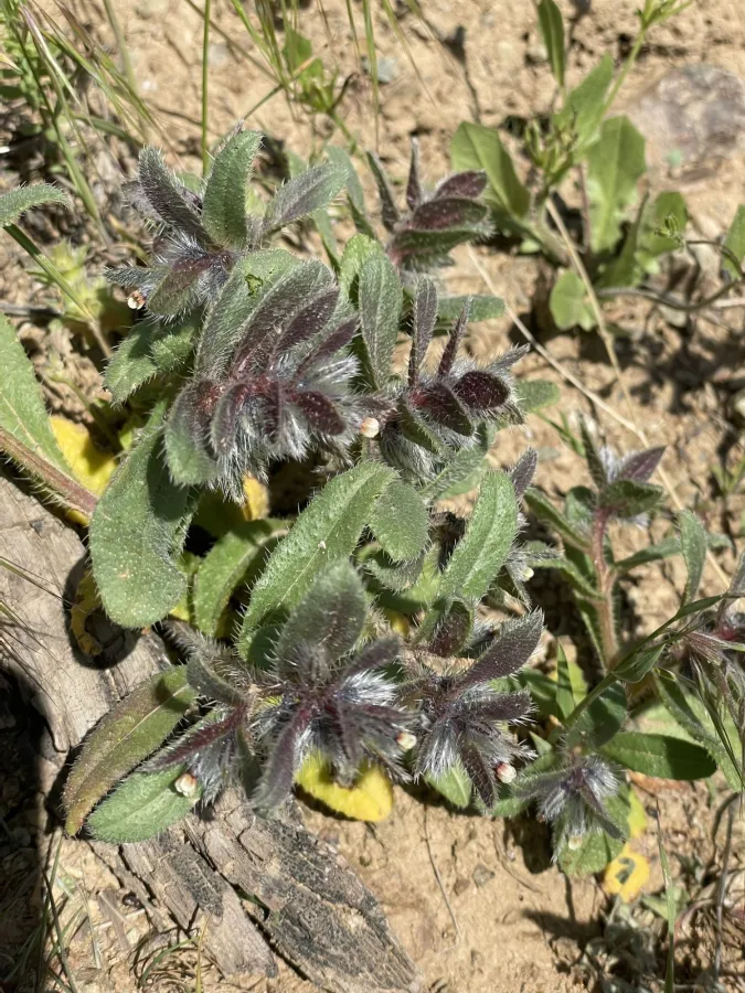 Phyllocara aucheri