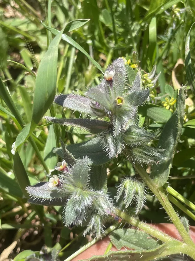 Phyllocara aucheri