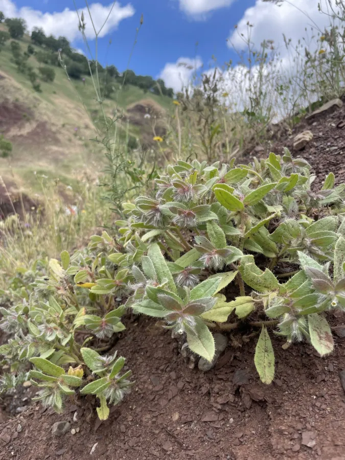 Phyllocara aucheri