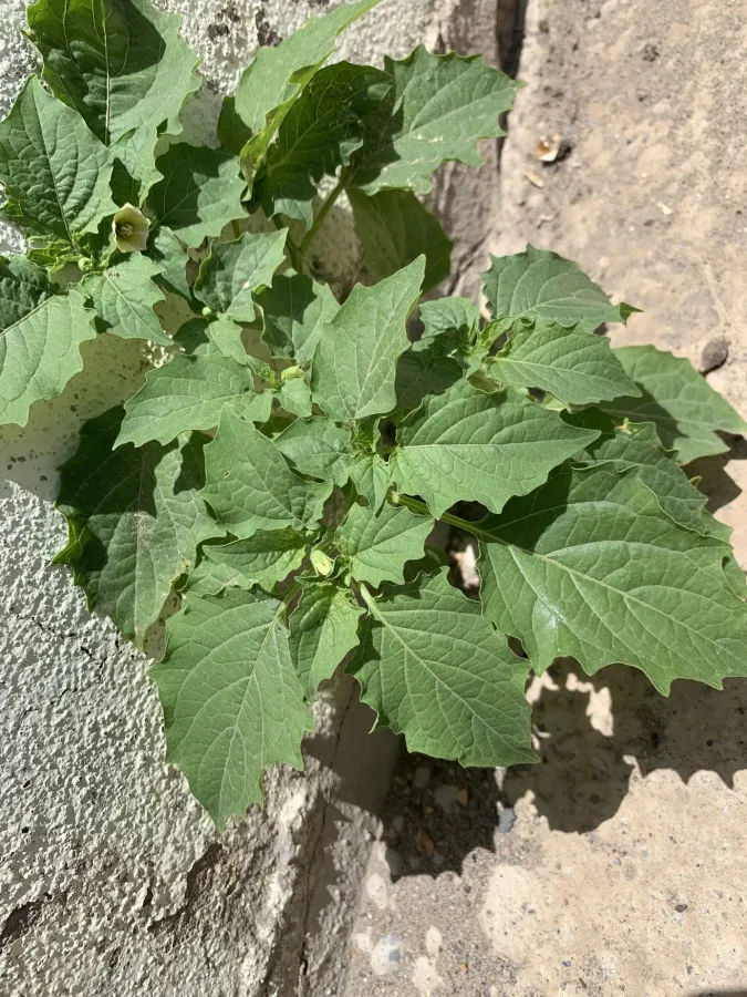 Physalis angulata