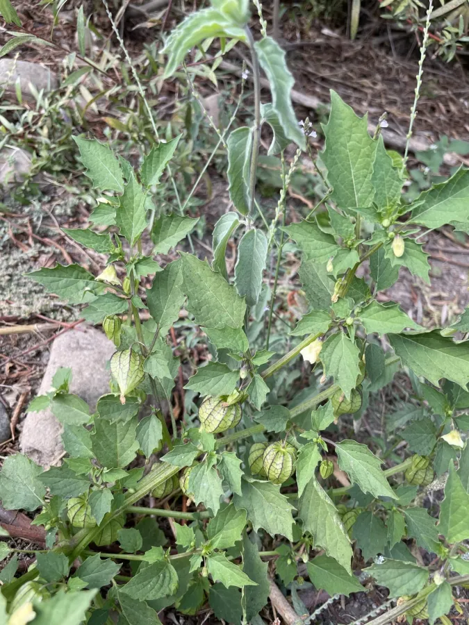 Physalis angulata