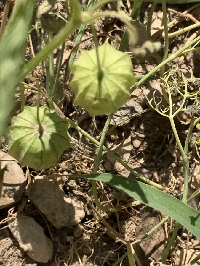 Physalis angulata