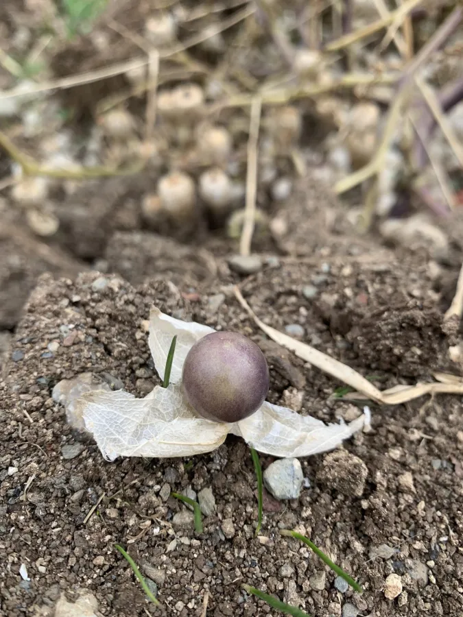 Physalis philadelphica