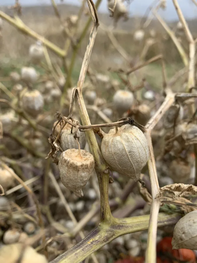 Physalis philadelphica