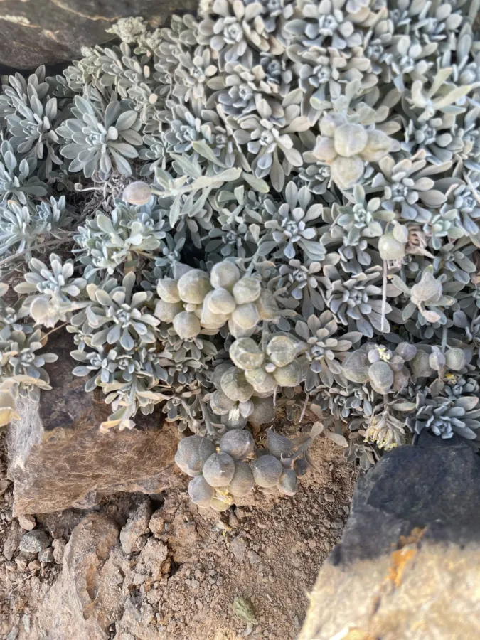 Physoptychis caspica