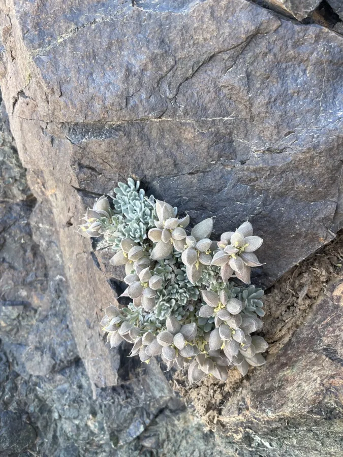 Physoptychis caspica