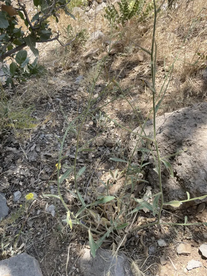 Picris strigosa