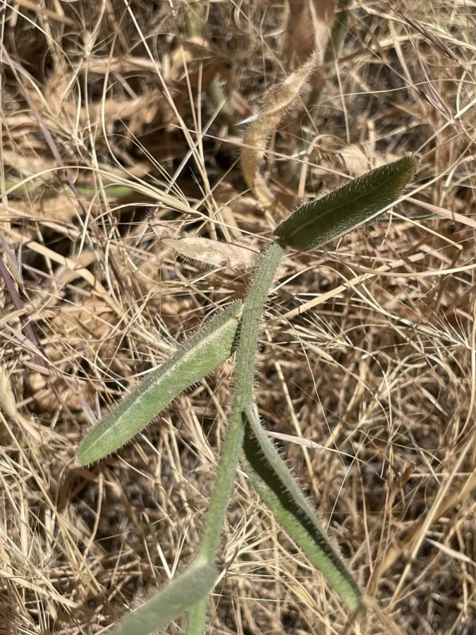 Picris strigosa