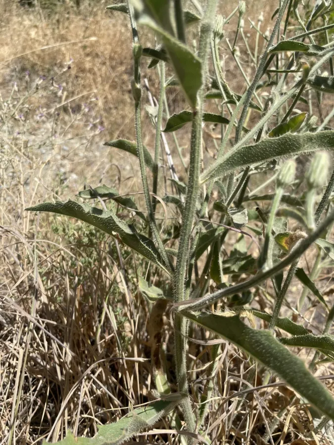 Picris strigosa