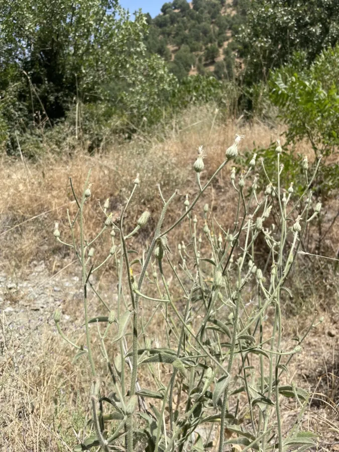 Picris strigosa
