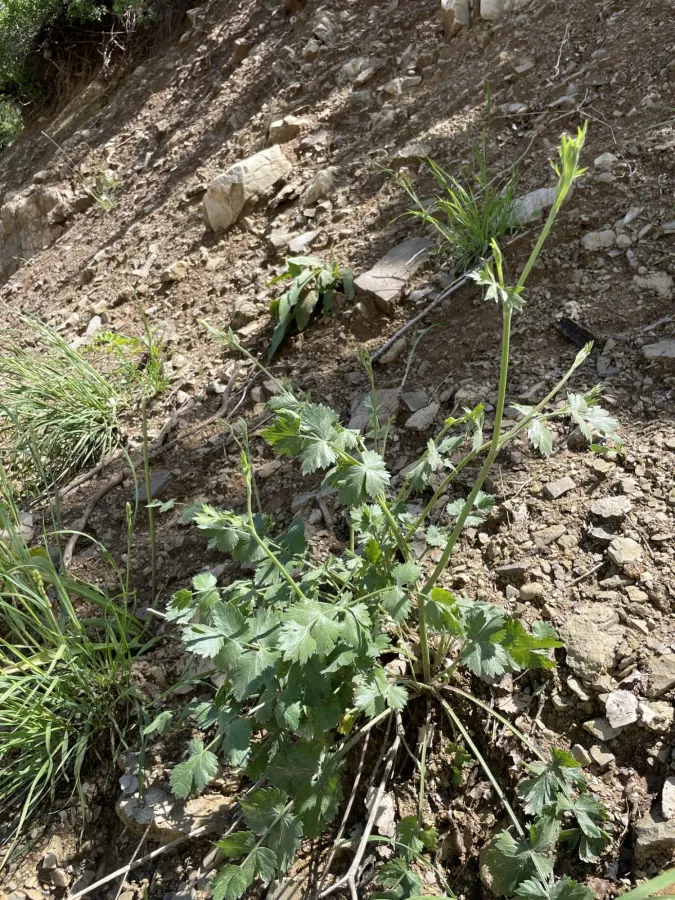 Pimpinella brachyclada
