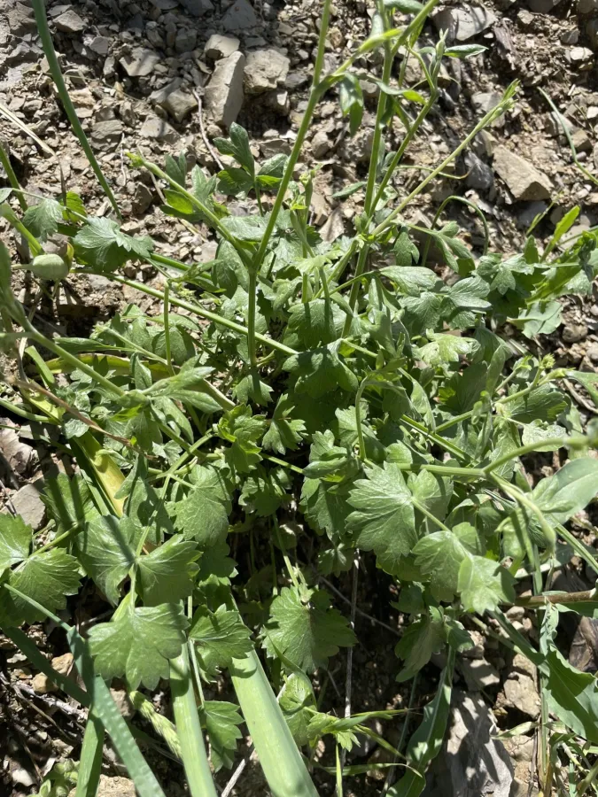 Pimpinella brachyclada